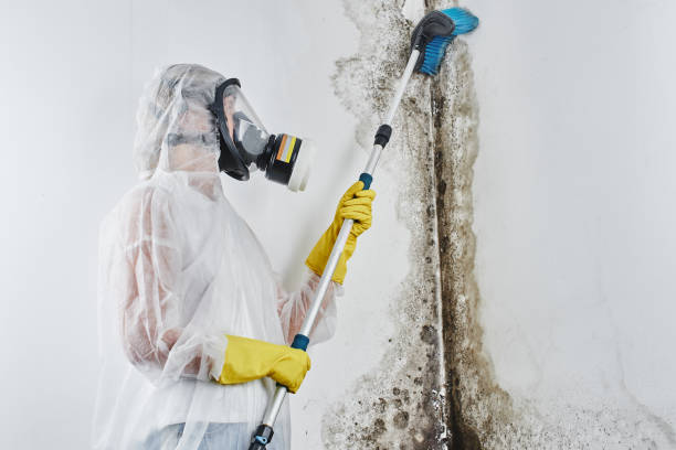 Attic Mold Removal in Manhattan, IL
