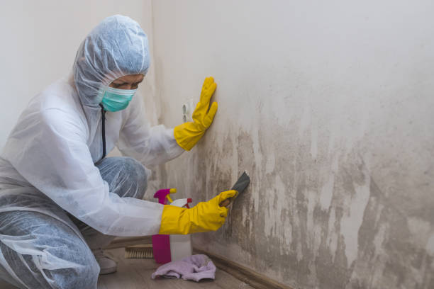 Best Black Mold Removal  in Manhattan, IL