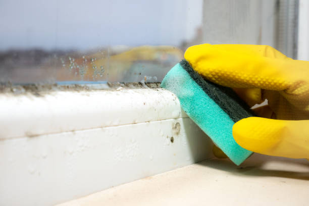 Best Local Mold Removal Service  in Manhattan, IL