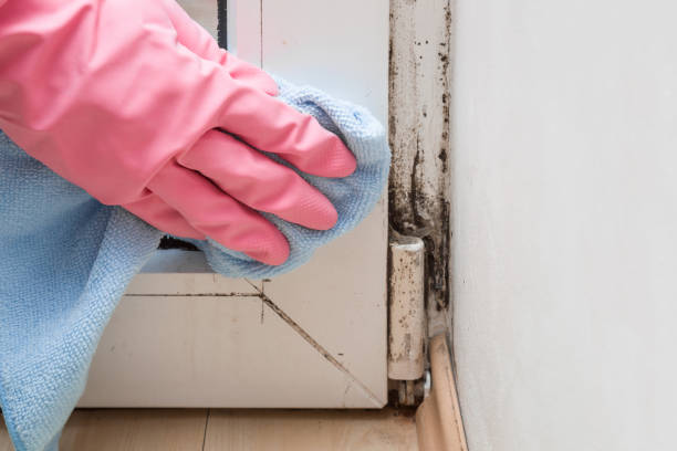 Best Mold Remediation  in Manhattan, IL