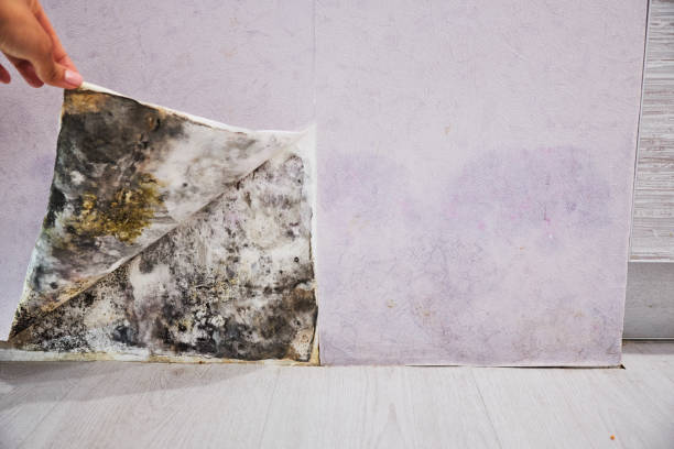 Trusted Manhattan, IL Mold Removal Experts